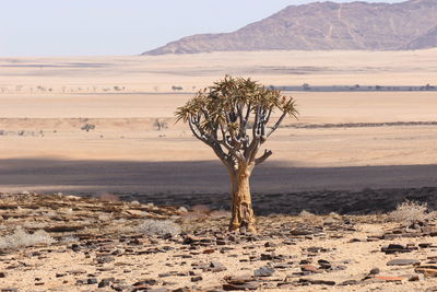 Kokerboom quiver tree in the desert of namibia