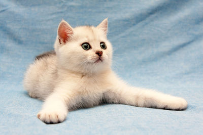 White british kitten lying on a blue background with wide front legs and staring to the right