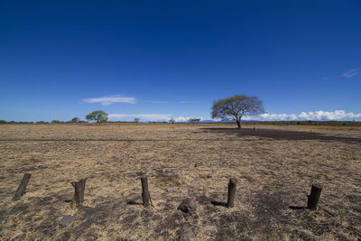 Dry tree against sky. taman nasional baluran. baluran national park, situbondo, east java, indonesia