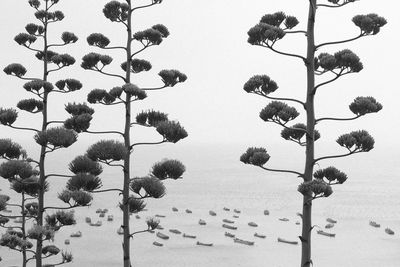 Plants and trees on field against sky
