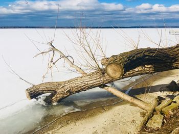 Dead tree on beach by sea against sky