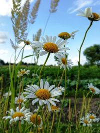 Close-up of yellow flowering plant on field