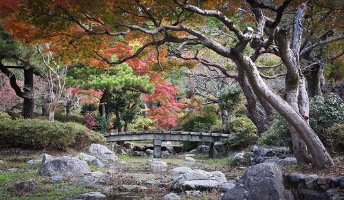 Trees in forest