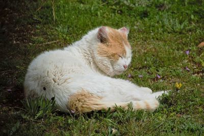 White cat lying on grass