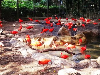 Birds swimming in water