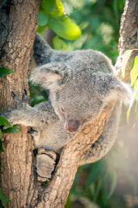 Close-up of squirrel sleeping on tree trunk