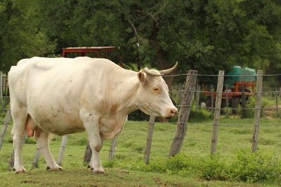 Cow standing in a field