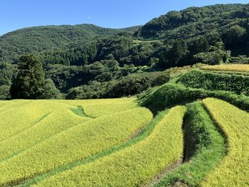Scenic view of agricultural field against sky