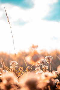 Close-up of wilted flower on field against sky