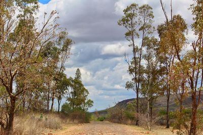 Road amidst trees on field against sky