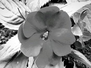 Close-up of wet flowers