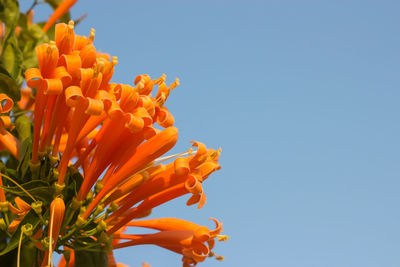 Low angle view of orange flowering plant against clear sky