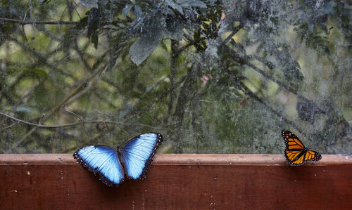 Butterfly on window