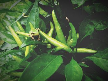 Close-up of plant