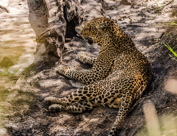 A close-up of a leopard relaxing