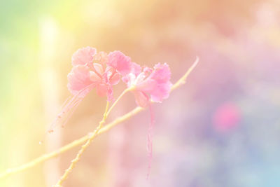 Close-up of pink cherry blossom outdoors