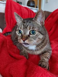 Close-up portrait of a cat