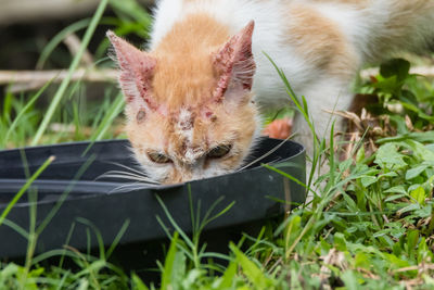 Close-up of a cat