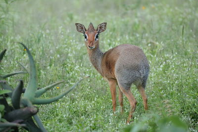 Deer in a field