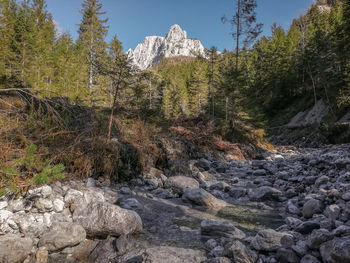 Scenic view of stream in forest against sky