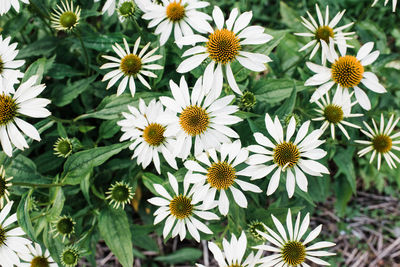 Over head view of giant daisies in a green garden in summer