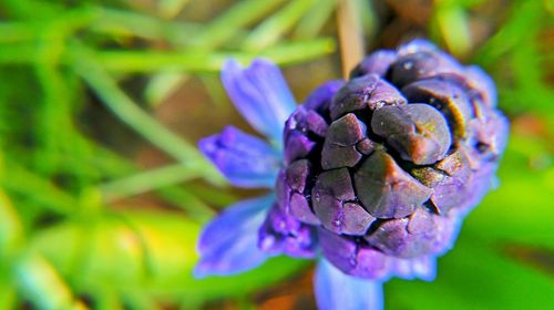 Close-up of purple flowers