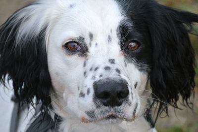 Close-up portrait of dog