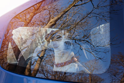 Reflection of bare trees on glass window