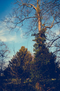 Low angle view of trees against blue sky