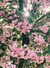 Close-up of pink cherry blossoms in spring