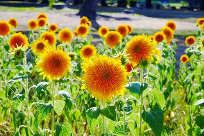 Close-up of sunflowers on field