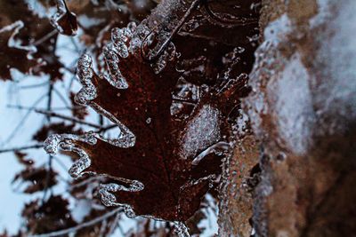 Full frame shot of frozen plants