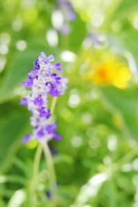 Close-up of purple flowers blooming outdoors