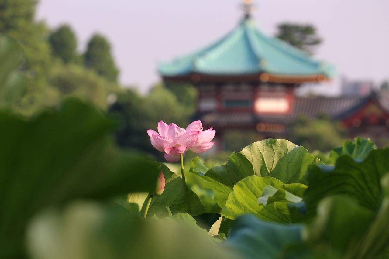 flower, freshness, focus on foreground, growth, fragility, petal, pink color, plant, close-up, building exterior, leaf, beauty in nature, architecture, built structure, blooming, nature, selective focus, flower head, day, outdoors