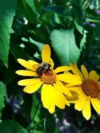 Close-up of bee on yellow flower