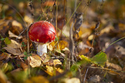 Close-up of fly agaric mushroom growing on field