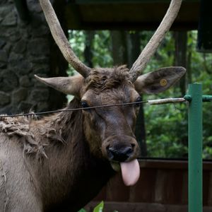 Close-up of an elk