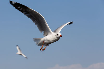 Low angle view of seagull flying