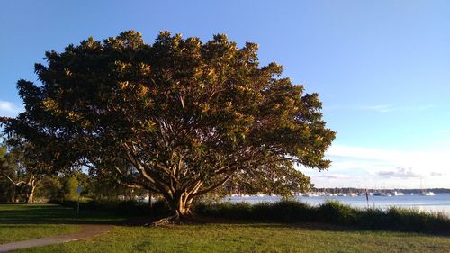 Tree on field by lake against sky