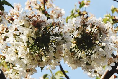 Close-up of white cherry blossoms