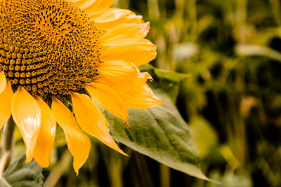 Sunflower in the sunshine 