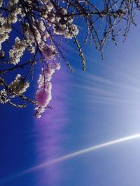 Low angle view of flowers against blue sky