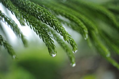 Close-up of raindrops on pine leaves