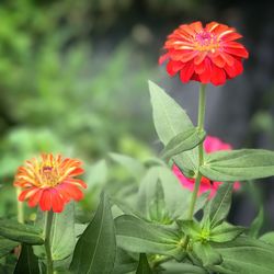 Close-up of flower blooming in park