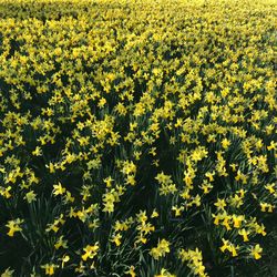 Full frame shot of yellow flowering plants on field