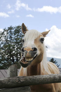 Portrait of a horse on wood against sky