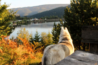 View of a cat looking at lake