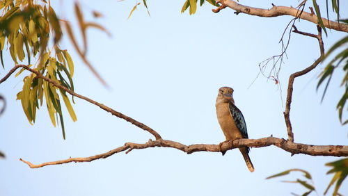 Low angle view of bird perching on tree against clear sky