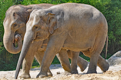 Side view of elephants against plants
