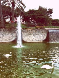 Swan swimming in water